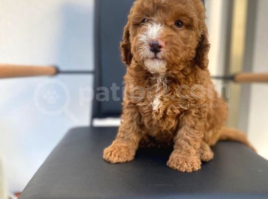 Secereli Erkek Toy Poodle Yavrumuz görsel