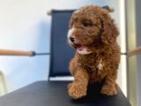 Secereli Erkek Toy Poodle Yavrumuz
