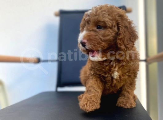 Secereli Erkek Toy Poodle Yavrumuz görsel
