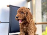 Mikrocipli Secereli Kimlikli Erkek Toy Poodle