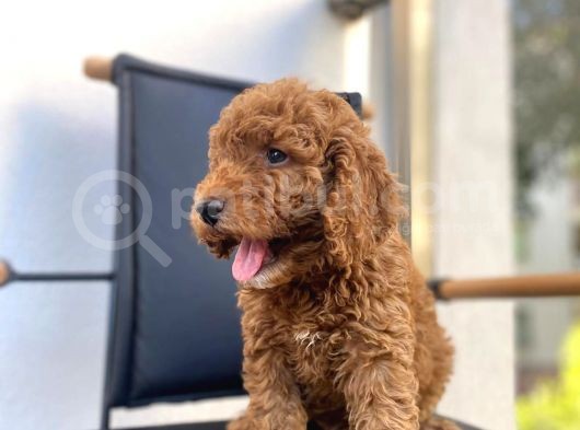 Mikrocipli Secereli Kimlikli Erkek Toy Poodle