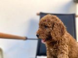 Mikrocipli Secereli Kimlikli Erkek Toy Poodle