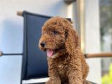 Mikrocipli Secereli Kimlikli Erkek Toy Poodle