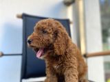 Mikrocipli Secereli Kimlikli Erkek Toy Poodle