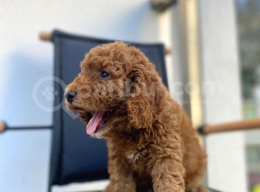 Mikrocipli Secereli Kimlikli Erkek Toy Poodle görsel