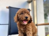 Mikrocipli Secereli Kimlikli Erkek Toy Poodle