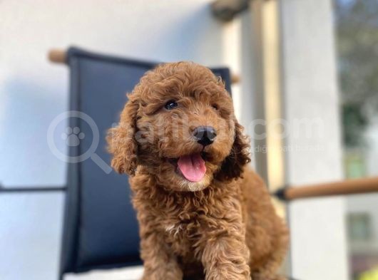 Mikrocipli Secereli Kimlikli Erkek Toy Poodle görsel