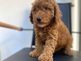 Mikrocipli Secereli Kimlikli Erkek Toy Poodle