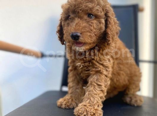 Mikrocipli Secereli Kimlikli Erkek Toy Poodle görsel