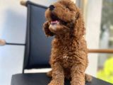 Mikrocipli Secereli Kimlikli Erkek Toy Poodle