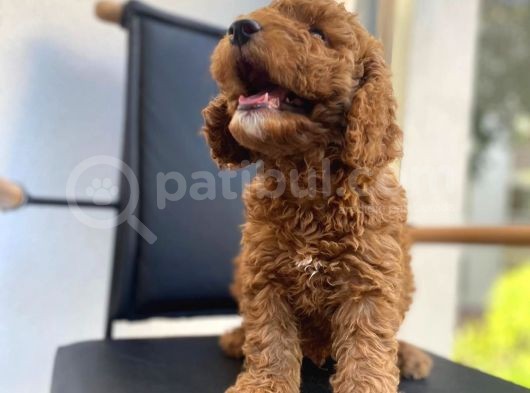 Mikrocipli Secereli Kimlikli Erkek Toy Poodle görsel