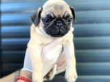 Erkek Ve Dişi Pug Yavrular