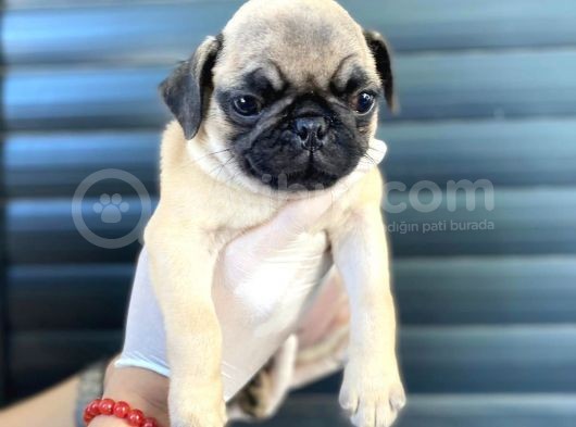 Erkek ve Dişi Pug Yavrular