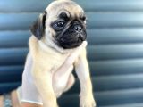 Erkek Ve Dişi Pug Yavrular