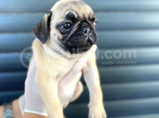Erkek Ve Dişi Pug Yavrular görsel