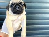 Erkek Ve Dişi Pug Yavrular