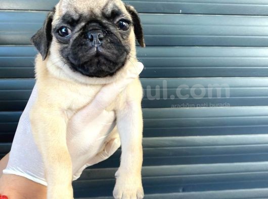 Erkek Ve Dişi Pug Yavrular görsel