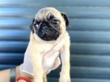 Erkek Ve Dişi Pug Yavrular