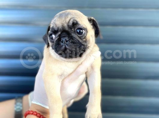 Erkek Ve Dişi Pug Yavrular görsel
