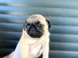 Erkek Ve Dişi Pug Yavrular