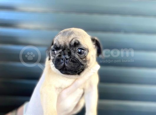Erkek Ve Dişi Pug Yavrular görsel
