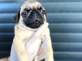 Erkek Ve Dişi Pug Yavrular