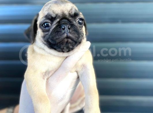 Erkek Ve Dişi Pug Yavrular görsel