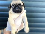 Erkek Ve Dişi Pug Yavrular