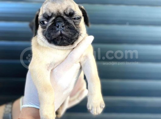 Erkek Ve Dişi Pug Yavrular görsel