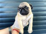 Erkek Ve Dişi Pug Yavrular