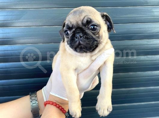 Erkek Ve Dişi Pug Yavrular görsel