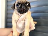 Erkek Ve Dişi Pug Yavrular