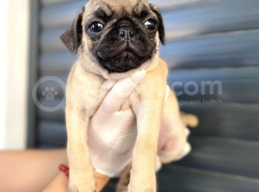 Erkek Ve Dişi Pug Yavrular görsel