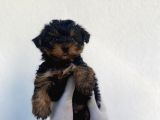 Erkek Ve Dişi Yorkshire Terrier Yavrularımız