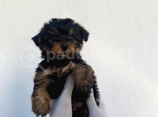 Erkek ve Dişi Yorkshire Terrier Yavrularımız