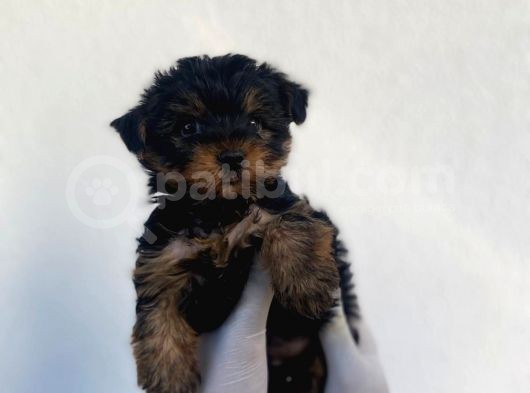 Erkek Ve Dişi Yorkshire Terrier Yavrularımız görsel