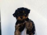 Erkek Ve Dişi Yorkshire Terrier Yavrularımız