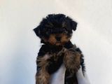 Erkek Ve Dişi Yorkshire Terrier Yavrularımız
