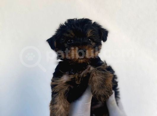 Erkek Ve Dişi Yorkshire Terrier Yavrularımız görsel
