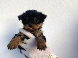 Erkek Ve Dişi Yorkshire Terrier Yavrularımız
