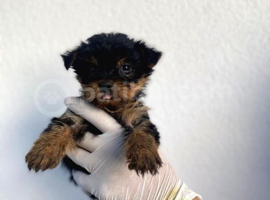 Erkek Ve Dişi Yorkshire Terrier Yavrularımız görsel