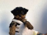 Erkek Ve Dişi Yorkshire Terrier Yavrularımız