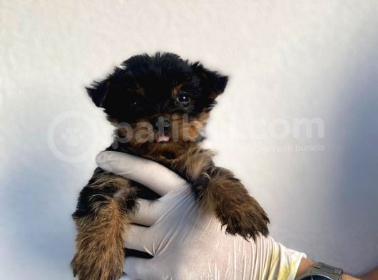 Erkek Ve Dişi Yorkshire Terrier Yavrularımız görsel