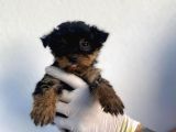 Erkek Ve Dişi Yorkshire Terrier Yavrularımız