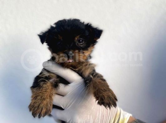 Erkek Ve Dişi Yorkshire Terrier Yavrularımız görsel