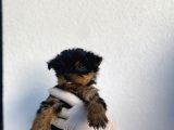 Erkek Ve Dişi Yorkshire Terrier Yavrularımız