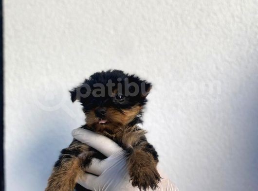 Erkek Ve Dişi Yorkshire Terrier Yavrularımız görsel