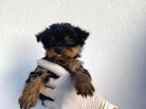 Erkek Ve Dişi Yorkshire Terrier Yavrularımız