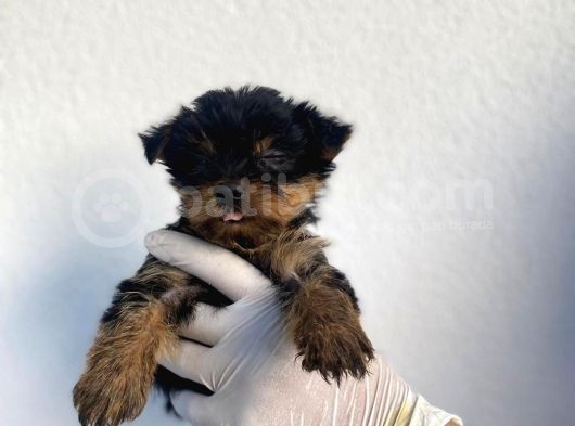 Erkek Ve Dişi Yorkshire Terrier Yavrularımız görsel