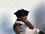 Erkek Ve Dişi Yorkshire Terrier Yavrularımız